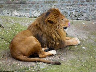 Obraz premium Male lion licking his nose with tongue
