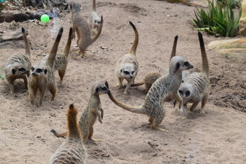 meerkats