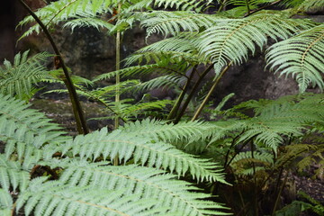 fern in the forest