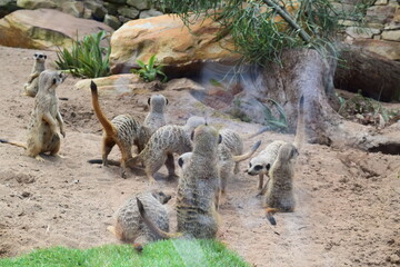 group of meerkats