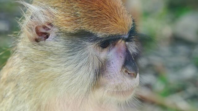 hussar. shooting through glass. portrait closeup of red monkey at the zoo.
