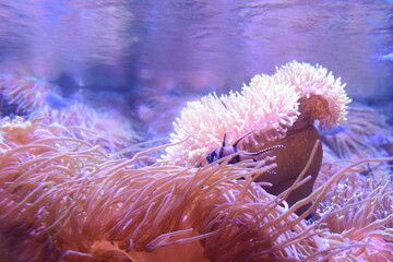 anemone and coral