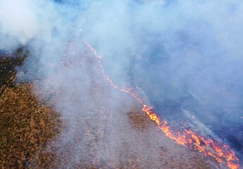 line of bush fire at jungle in Sabah Borneo Malaysia
