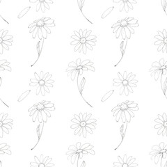Chamomile floral seamless pattern hand drawn in pen ink. Herbal summer background. Day of family, love and faithful. Wild field flowers.