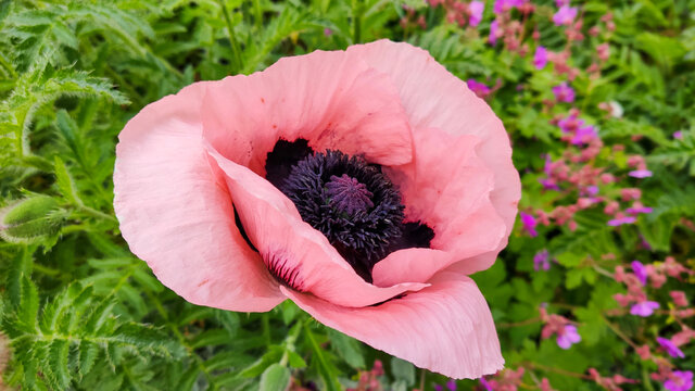 Oriental Poppy Marlene (Papaver orientale) - pink flower with green background