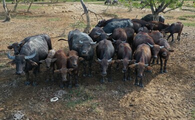 Buffalo herds. Wildlife.