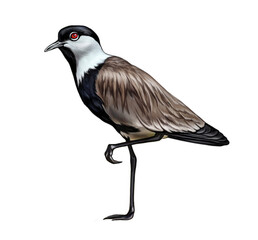 spur-winged lapwing, spur-winged plover (Vanellus spinosus)