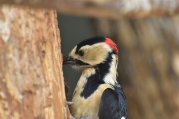 旭山動物園　アカゲラ