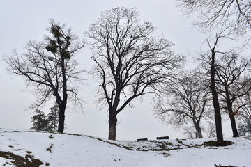 Winter beauty of the park, Trees silhouettes