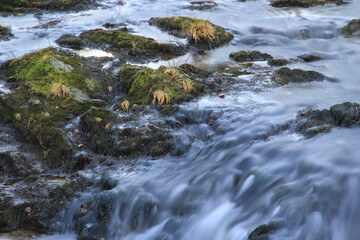 Fototapeta na wymiar Close up of river and small rapids, wild water, dangerous nature.
