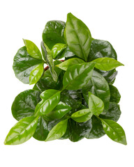 Coffee Arabica in plastic flower pot. Potted plant isolated on white. Top view.