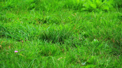 Green grass close up in spring.