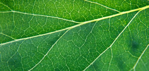 Green leaves of a plant close-up. Macro photo. Selective focus. Ecology and the environment. Banner