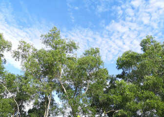 green bush tree and white cloud in blue sky nature background