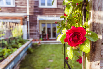 Fototapeta na wymiar Idyllic garden in summer. Close up of rose flower, veranda, garden and house in the blurry background