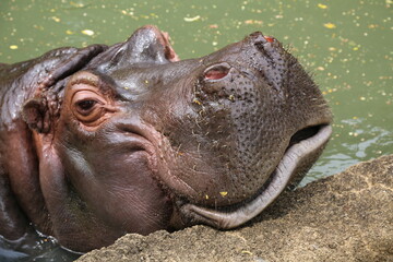 Fototapeta premium カバ