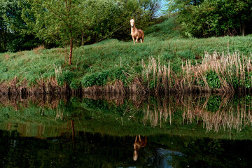 Horse on the river bank on a summer day. River rafting in summer. Packrafting in wilderness.