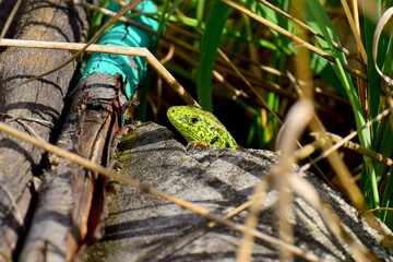 Predatory look of green lizard