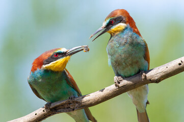European bee-eater, merops apiaster. The male gives the bee to the female, the courtship period in birds