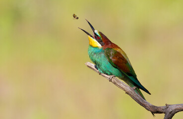 European bee-eater, merops apiaster. The bird threw a bee and catches it with its beak, juggles