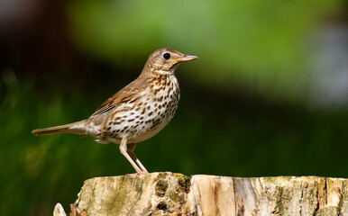 Fototapeta premium Song thrush, Turdus philomelos. Beautiful songbird sits on an old stump