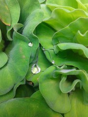 Green leaf with dew drop