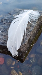 White swan feather with water drops on the rock in the river
