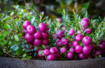 Closeup of pink purple berries of Pernettya mucronata known as prickly heath or chilean spanish evergreen shrub.