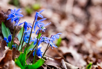 Close-up of tender flowers of blue spring scilla siberica on nature forest background, selective...