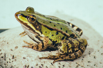 Close-up of a Common Water Frog