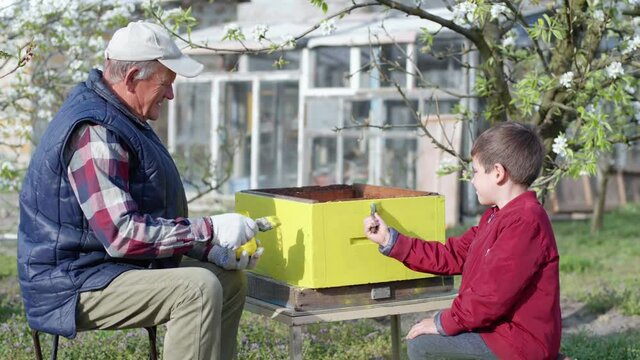 apiculture, hardworking family old grandfather and his little grandson work together in an apiary, prepare a beehive for summer season, paint hive with brushes and paint for a tree outdoor