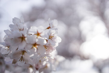 桜