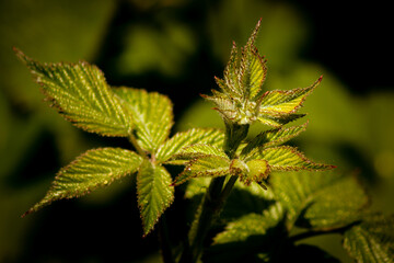Close-up of a Stinging Nettle