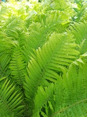 green fern leaves