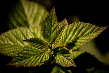Close-up of a Stinging Nettle