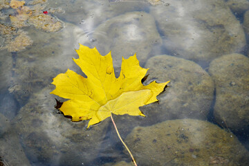 autumn leaves on the water