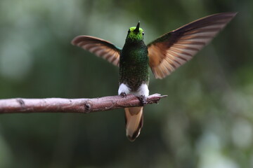 Hummingbird take-off