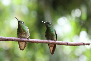 Hummingbird couple