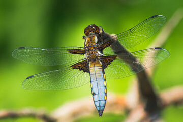 Broad-Bodied Chaser Dragonfly perched on a Branch