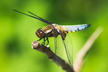 Broad-Bodied Chaser Dragonfly perched on a Branch
