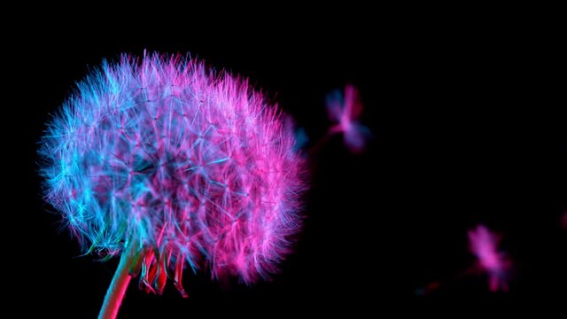 Macro Shot of Dandelion being blown in super slow motion on neon background. Filmed on high speed cinematic camera at 1000 fps.