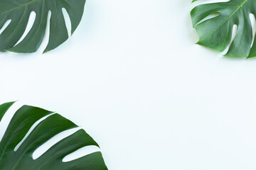 Fototapeta na wymiar Tropical green leaves of monstera plant and white field for text on background