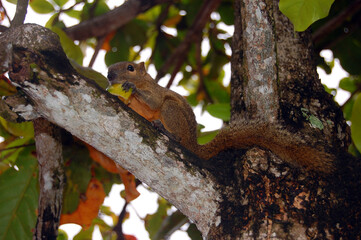 Squirrel eating mango sitting on tree branch