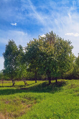 Summer landscape green meadow on a background of forest and blue sky.