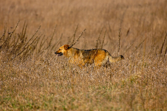 Lonely vagabond dog in the dry grass field