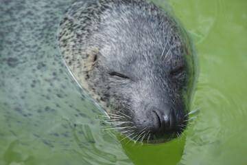 旭山動物園　アザラシ