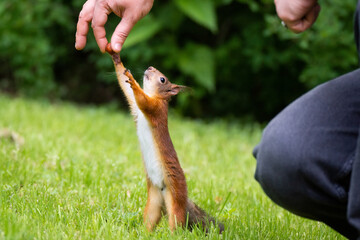 Squirrel in the park.