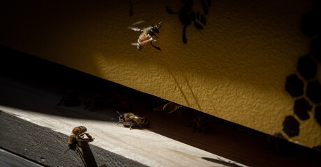 Honey Bee flying with other bees exiting a hive