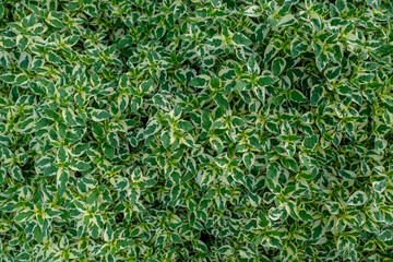 Nature green leaves texture background.