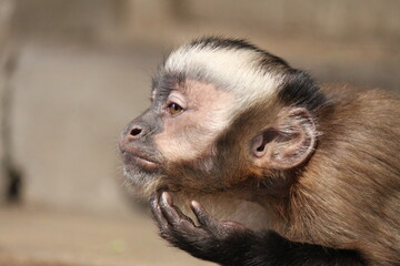 The Thinker- capuchin monkey